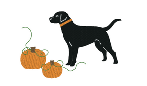 Black Lab & Pumpkins