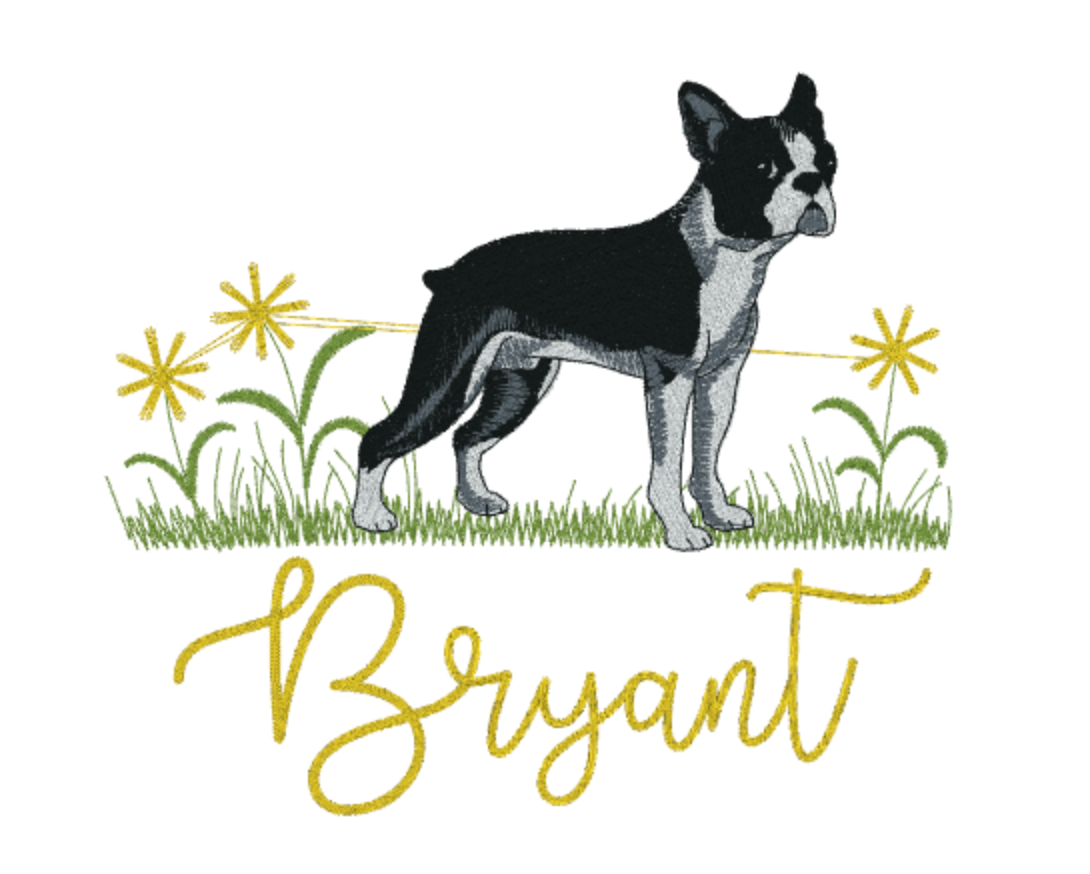 Boston Terrier